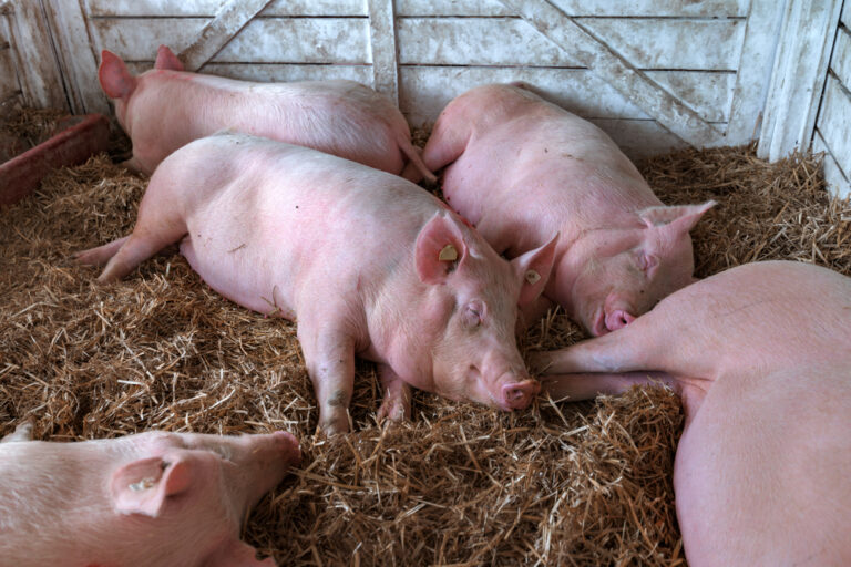  Super Pigs Taking Over U S Say Experts Buzz America