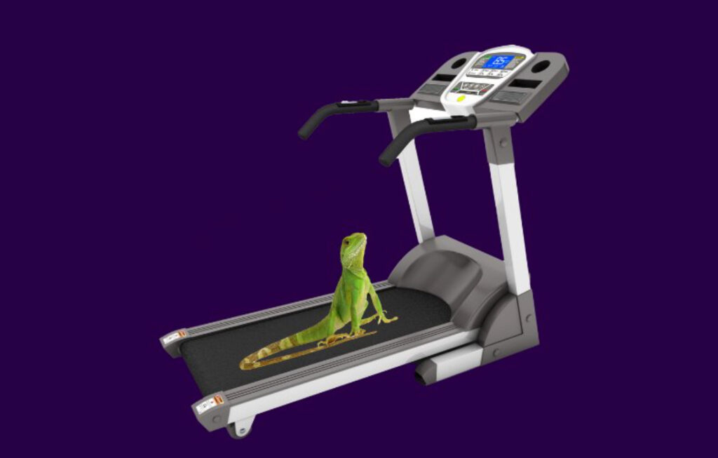 lizard on treadmill